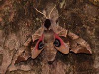 0001 (Abendpfauenauge)